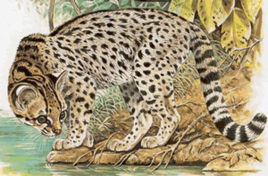 дикие хищные кошки - анималисты, животные, кошки, дикие хищные кошки - предпросмотр