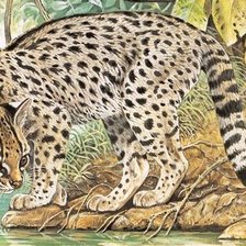 Схема вышивки «дикие хищные кошки»