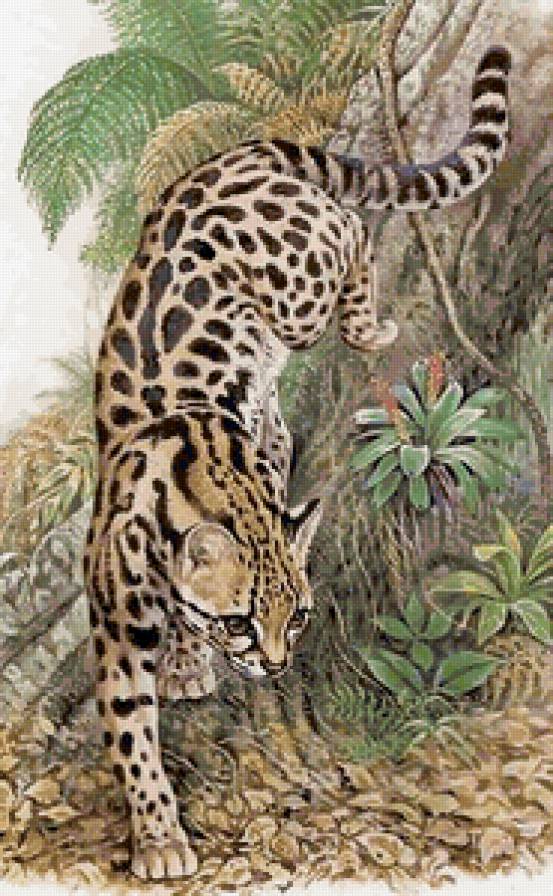 дикие хищные кошки - анималисты, дикие хищные кошки, кошки, животные - предпросмотр