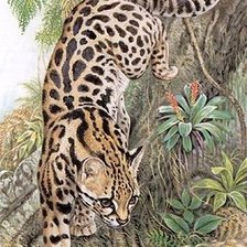 Схема вышивки «дикие хищные кошки»