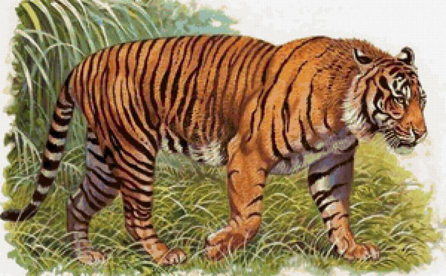 дикие хищные кошки - дикие хищные кошки, животные, кошки, анималисты - предпросмотр