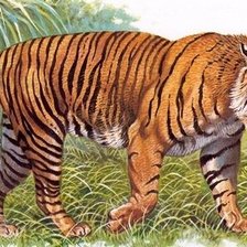 Схема вышивки «дикие хищные кошки»