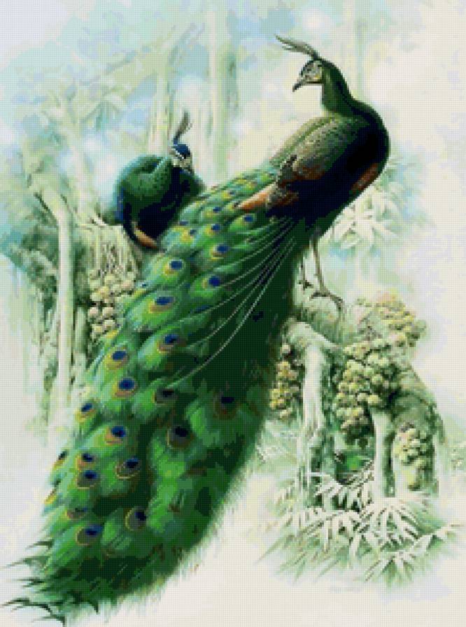 Павлины - китай, птицы, сад - предпросмотр