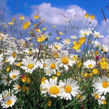 Схема вышивки «Поле ромашек»