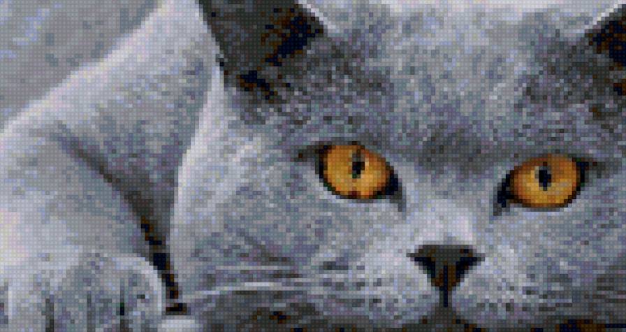 Взгляд - серый, кот, глаза - предпросмотр