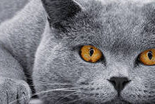 Схема вышивки «Взгляд»