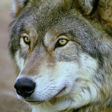 Схема вышивки «Волк»