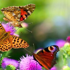 Схема вышивки «Бабочки на цветах»