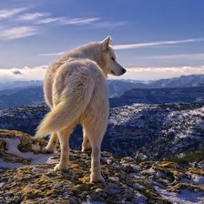 Схема вышивки «Волк»