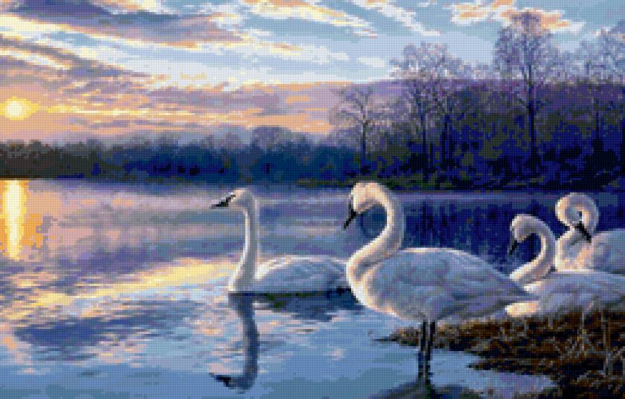 Лебеди - животные, озеро, лебеди, птицы - предпросмотр