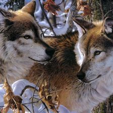 Пара волков