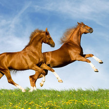 Схема вышивки «Лошади»