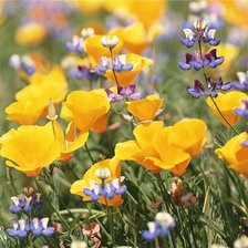 Схема вышивки «Цветок»