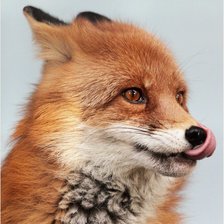 Схема вышивки «Хитрая лиса»