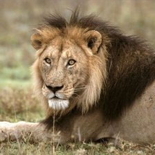 Схема вышивки «Лев»