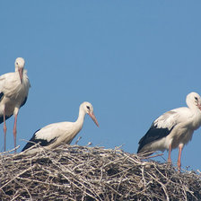 Схема вышивки «аист»