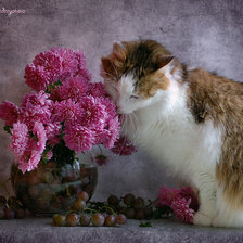 Схема вышивки «кошка»