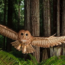 Схема вышивки «сова»