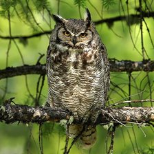 Схема вышивки «сова»