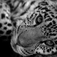 Схема вышивки «* * *»