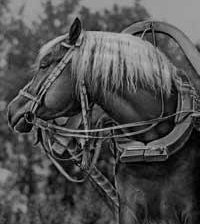 Схема вышивки «№141295»