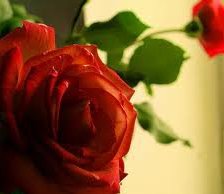 Схема вышивки «роза»