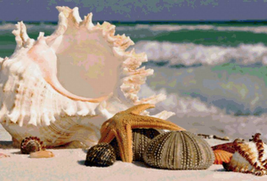 №141379 - ракушки, море, лето - предпросмотр