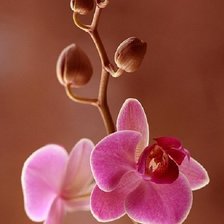 Схема вышивки «Орхидея»