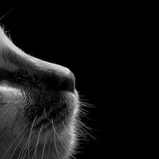 Схема вышивки «котёнок»