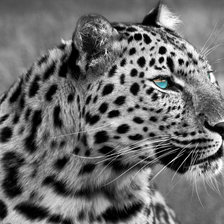 Схема вышивки «леопард»