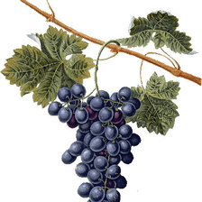 Схема вышивки «№141568»