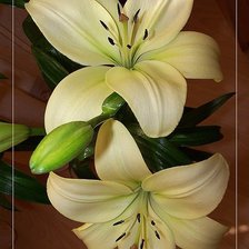 Схема вышивки «Лилии»