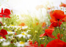 Схема вышивки «Маки»