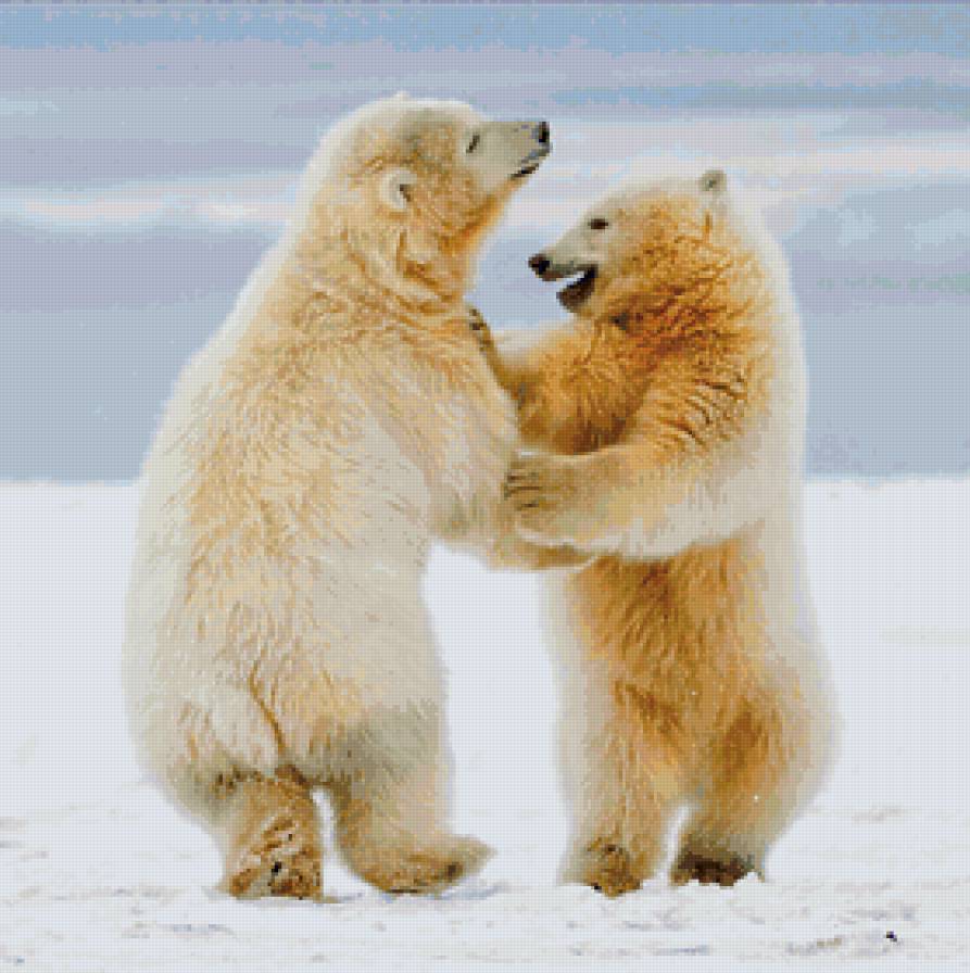 Белые мишки - медвди, животные - предпросмотр