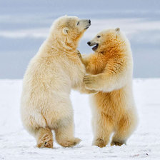 Схема вышивки «Белые мишки»