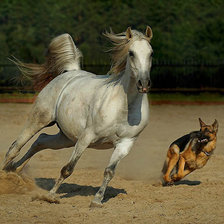Наперегонки