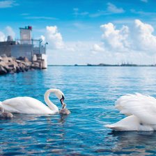 Схема вышивки «Лебеди»