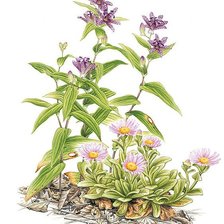 Схема вышивки «№142034»