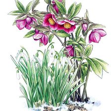 Схема вышивки «№142055»