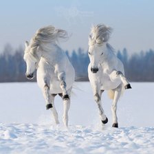 Схема вышивки «белые скакуны»