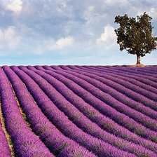 Схема вышивки «Прованс. лавандовое поле.»