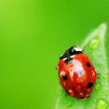 Схема вышивки «божья коровка»