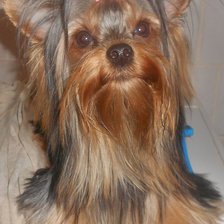 Схема вышивки «йорк»