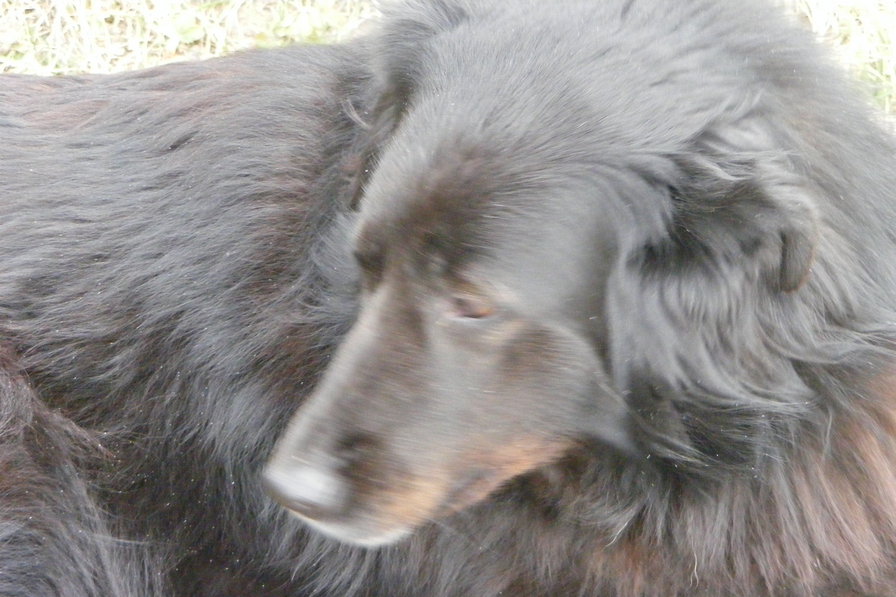 собака - собака - оригинал