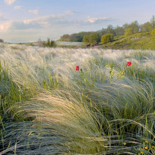 Схема вышивки «донской ковыль»