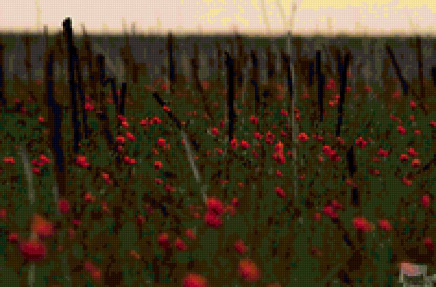 маковое поле - природа - предпросмотр