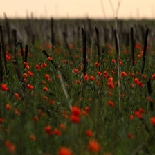 маковое поле