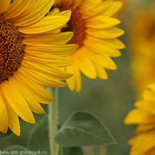 Схема вышивки «подсолнухи»