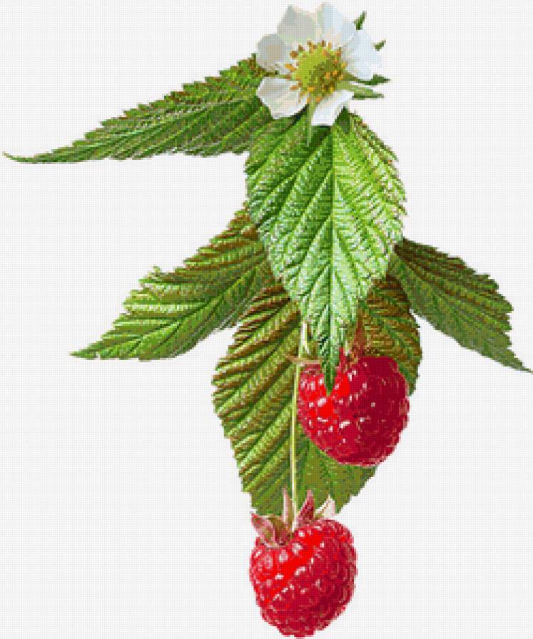 №142750 - предпросмотр