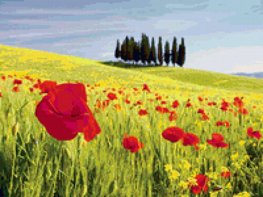 Маковое поле - цветы, поля, природа, пейзаж - предпросмотр